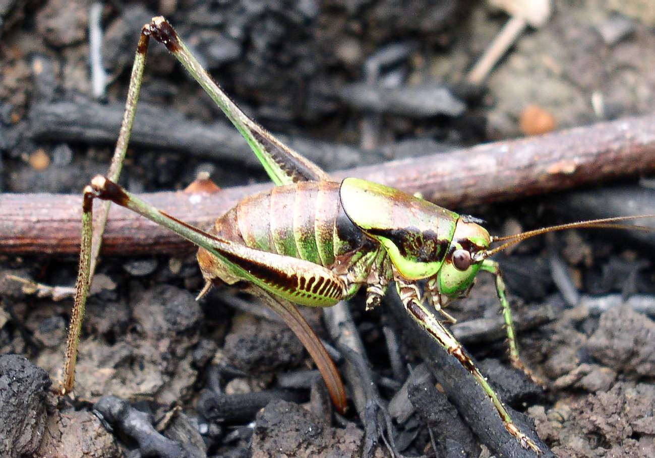 Eupholidoptera chabrieri